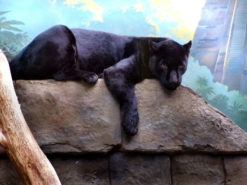 Blackpanther - 07.jpg